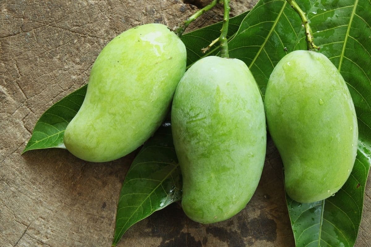 Fresh sour green mangoes for making Thai green mango salad recipe