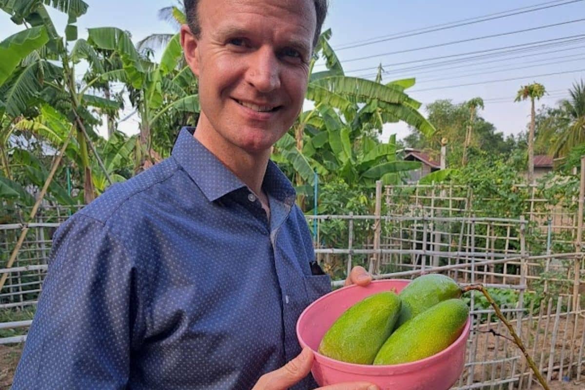 Jamie Harvesting Sour Mango In Northeastern Thailand