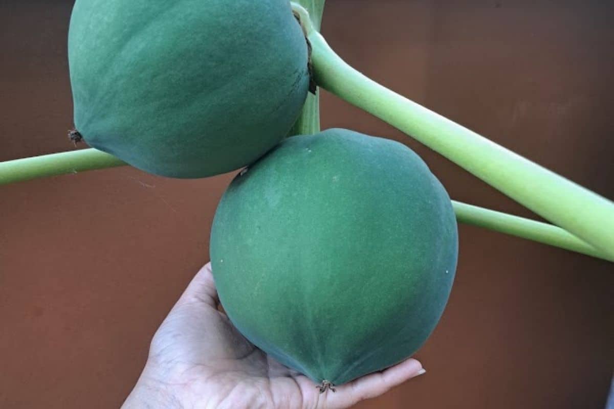 Homegrown-papaya-in-Phuket.