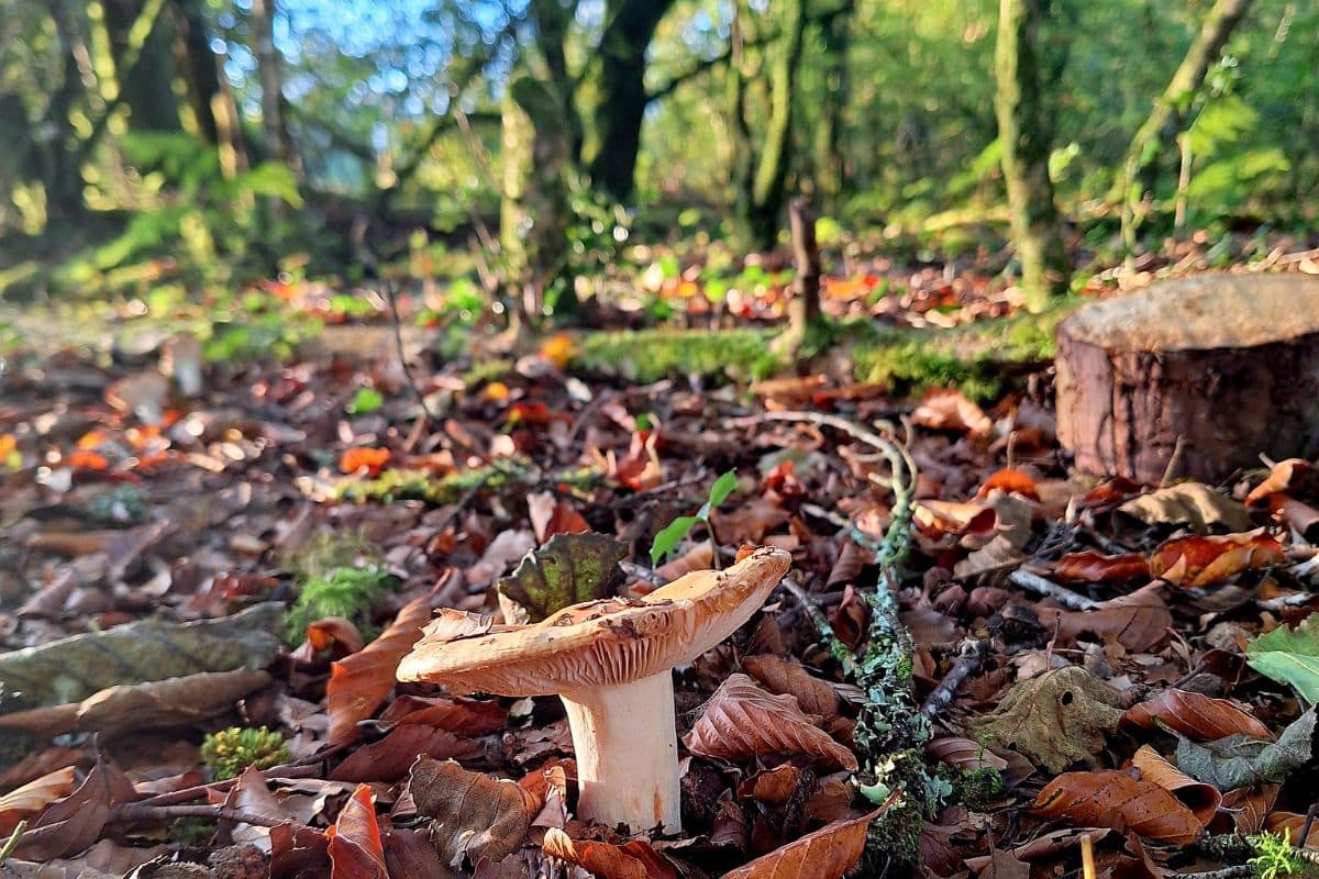 Native woodland at Tanglewood Farm