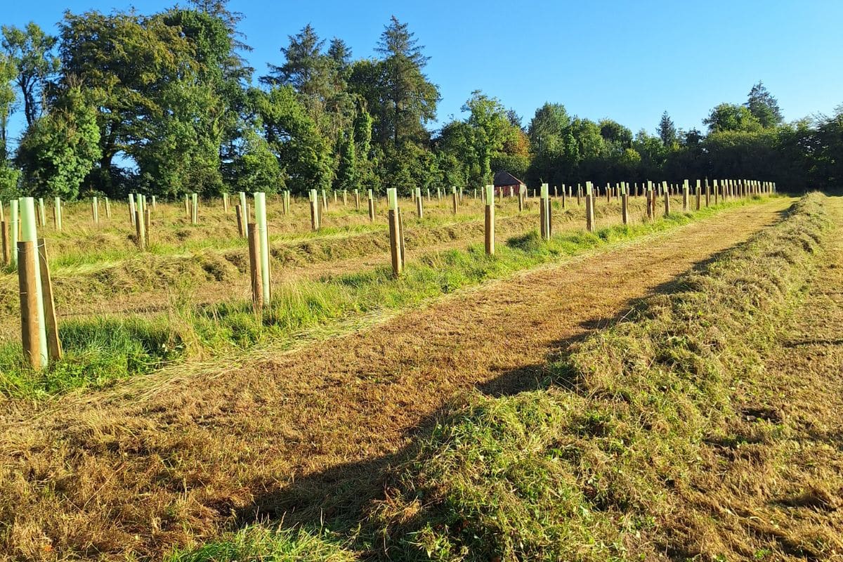 Agroforestry landscape at Tanglewood Farm