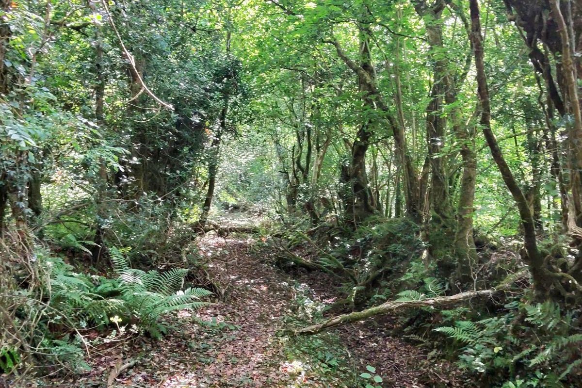 hazel woodlands at tanglewood farm