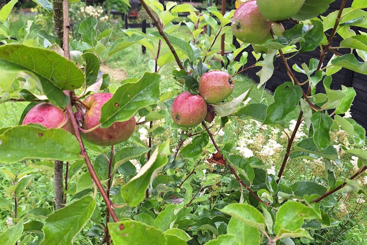 Fruit orchard at Tanglewood Farm