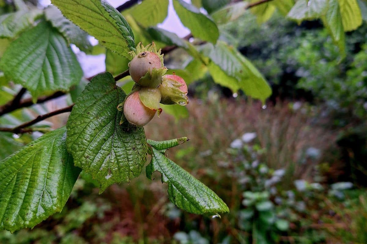 nut and Fruit orchard at Tanglewood Farm